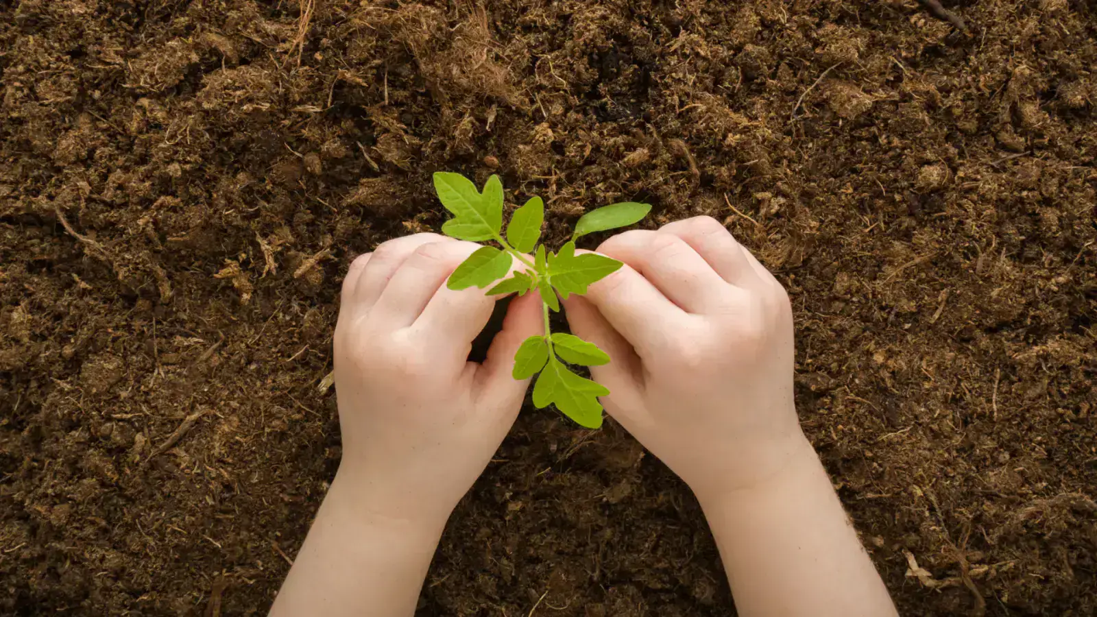 How Clean Tech Startups Can Maximize Sales and Investment Opportunities