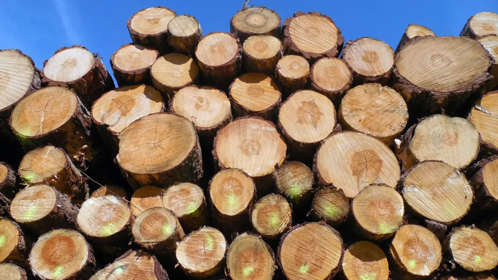Circularity in Forestry Byproducts Supply Chain for Sustainable Bioproducts