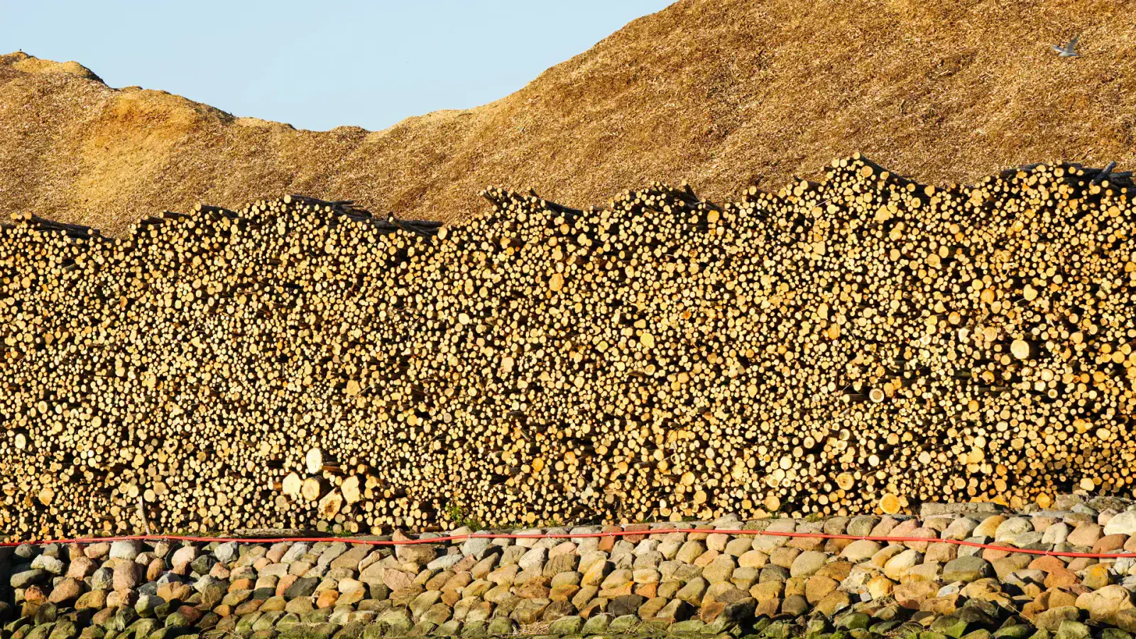 Harvesting the Potential of Forestry Feedstocks with  Advanced Conversion Technologies