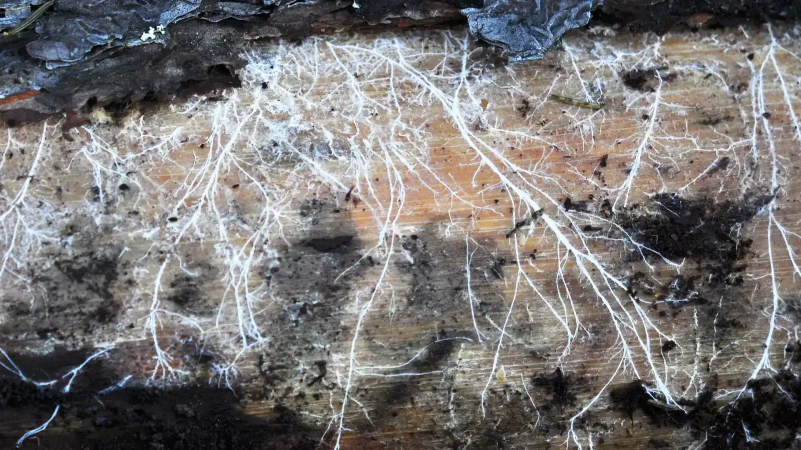 Exploring Mycelium Feedstocks for Sustainable Growth & Innovation