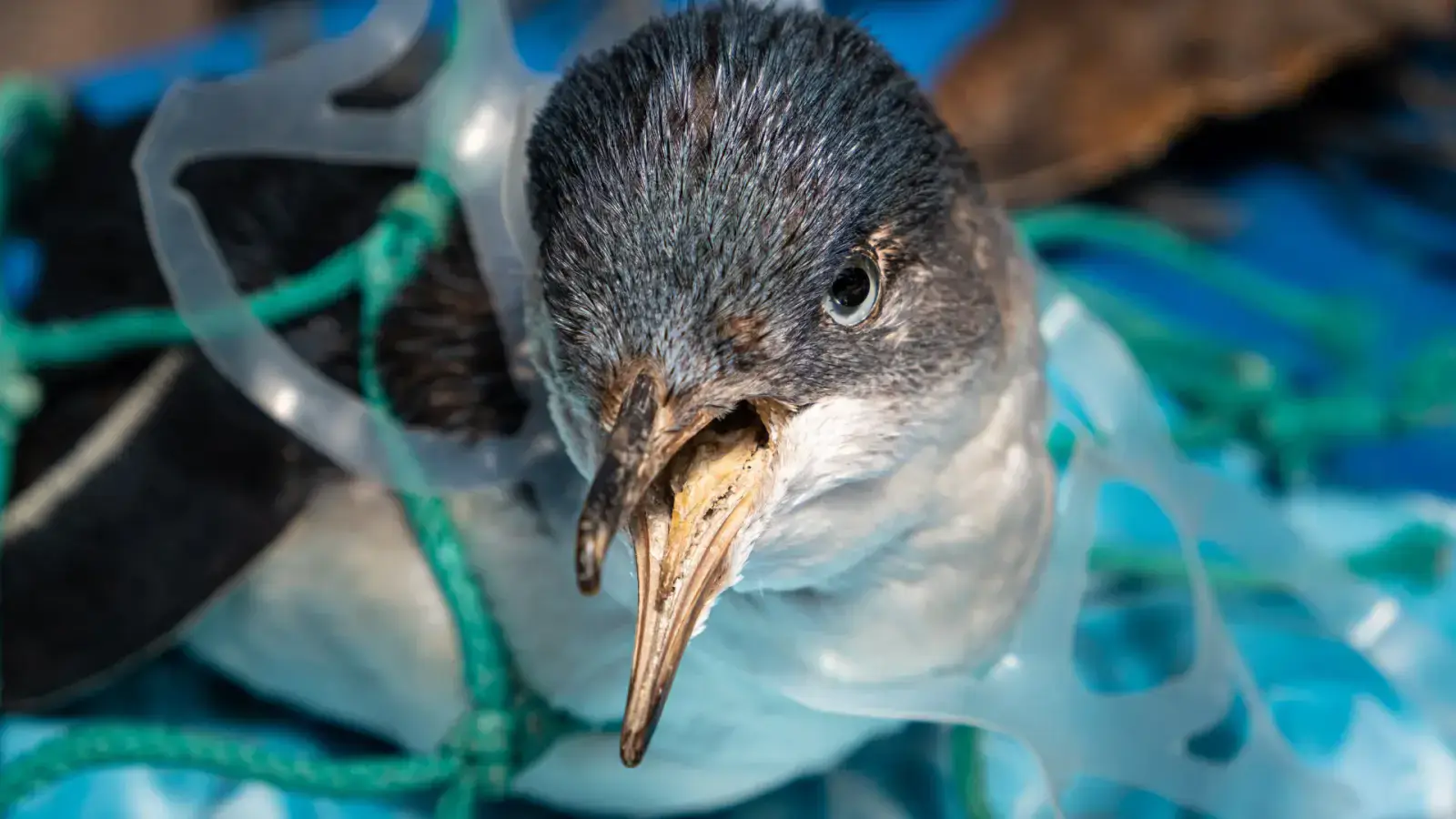 Revitalizing Oceans by Making Marine Plastic Waste Supply Chain Circular