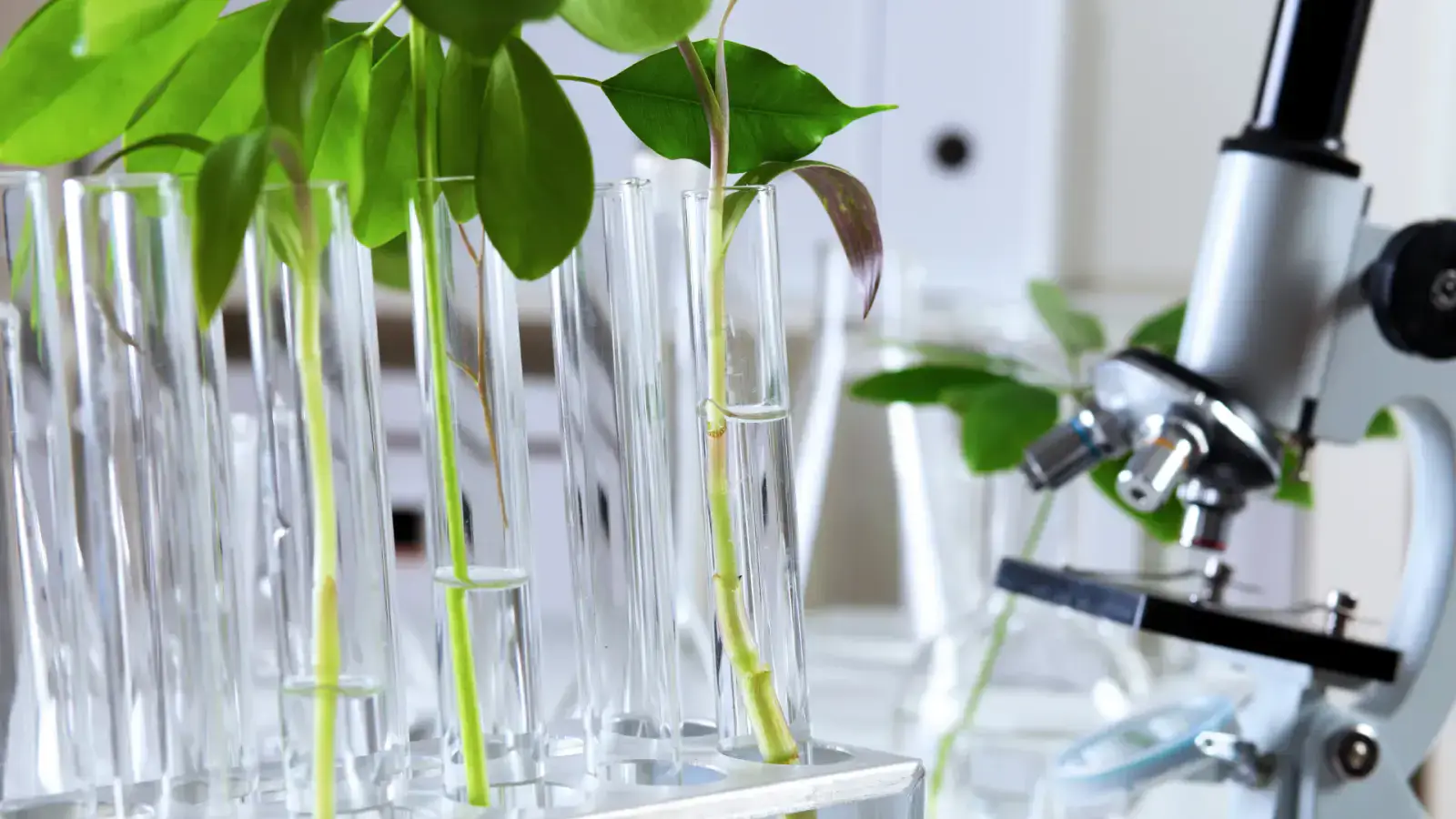 Uncovering the Potential of Bio-based Durans and Duran Derivatives for a Sustainable Future