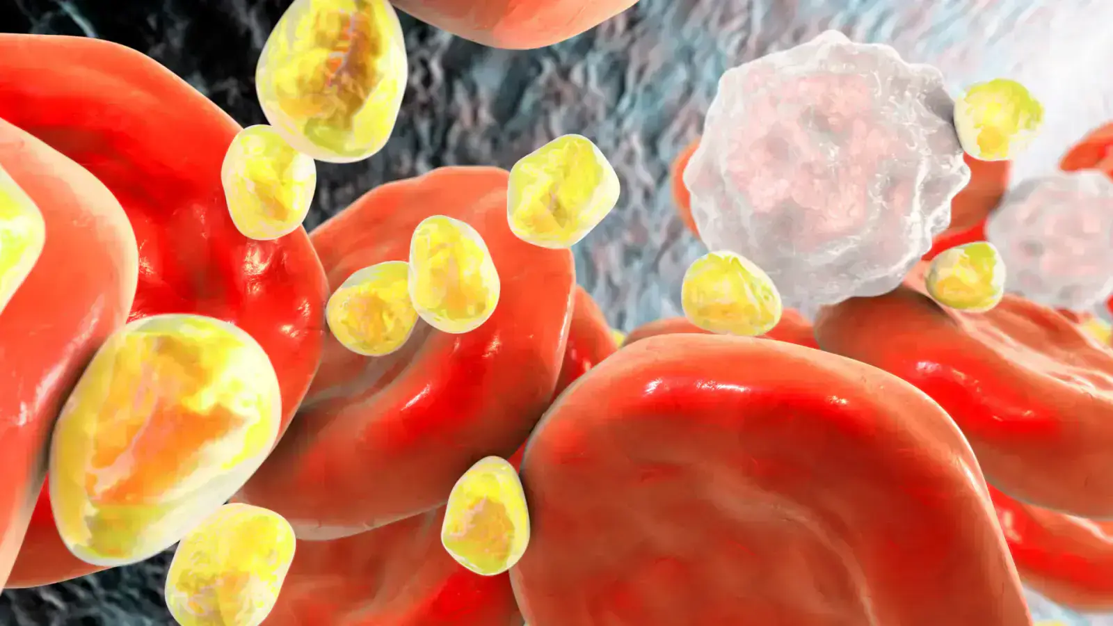 Your Ultimate Guide to Lipids & Fatty Acids