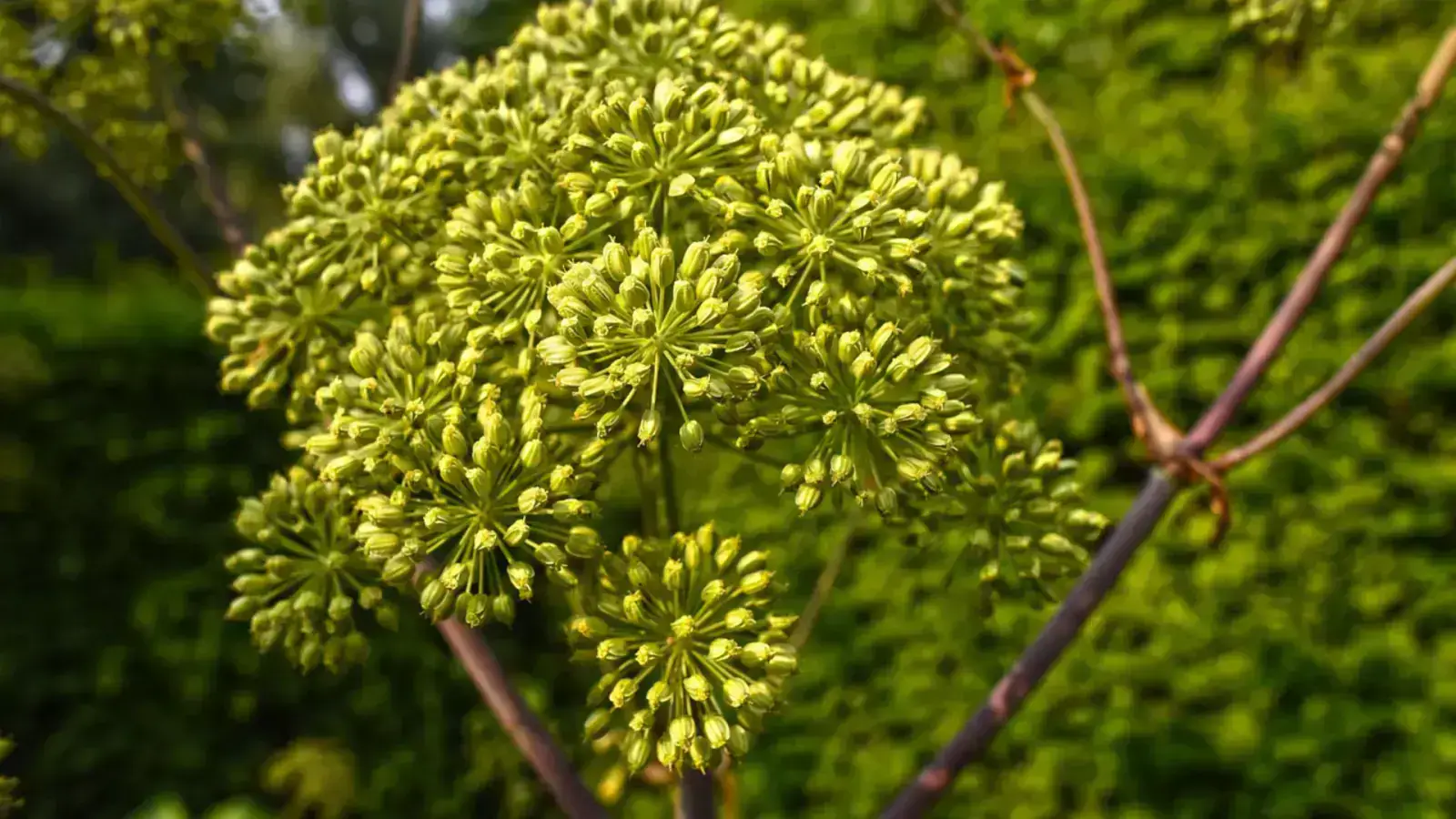 The Wonderful World of Terpenes and Isoprenoids
