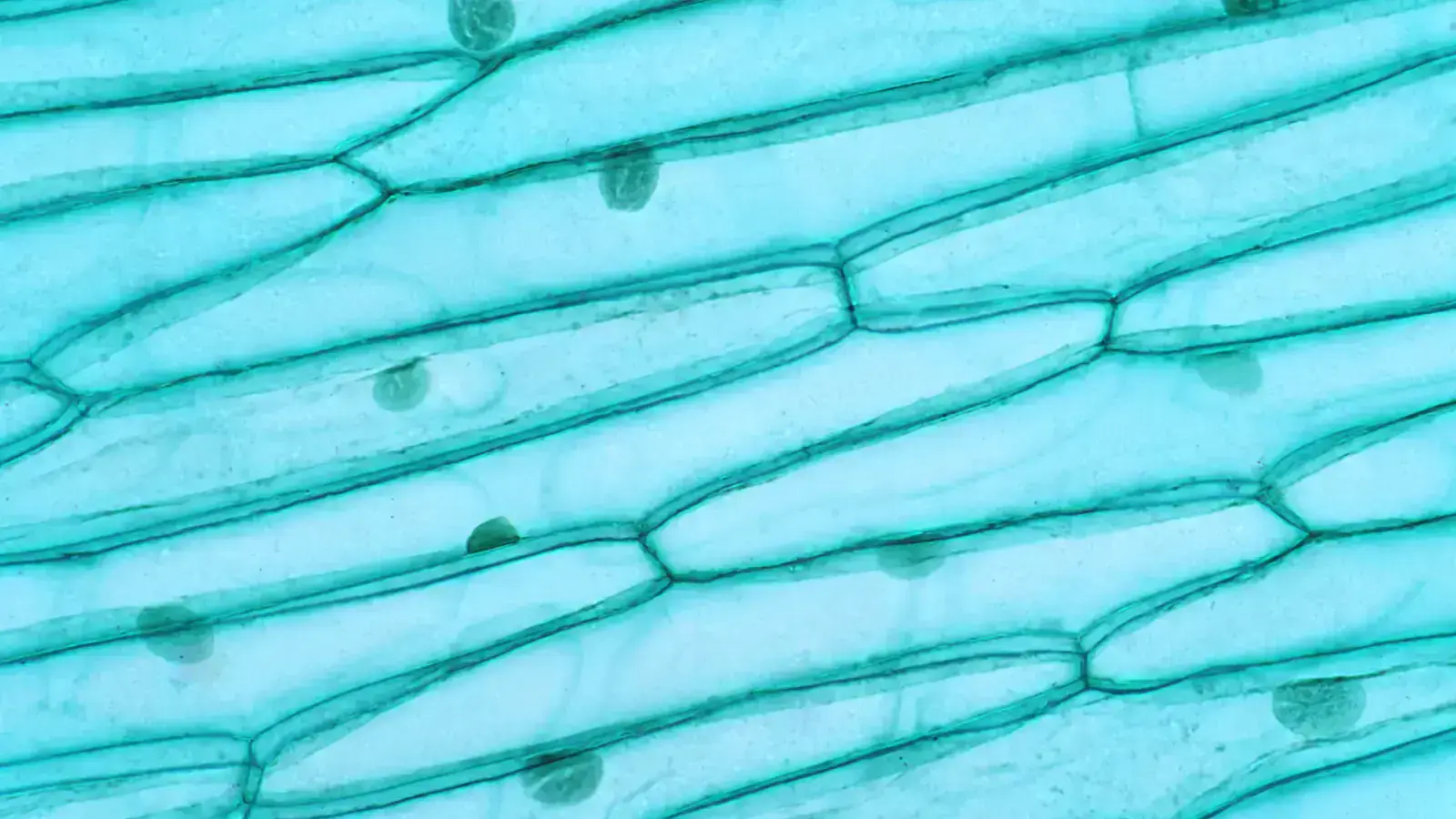 Demystifying Cellulose & Hemicellulose and Their Impact on Our Future
