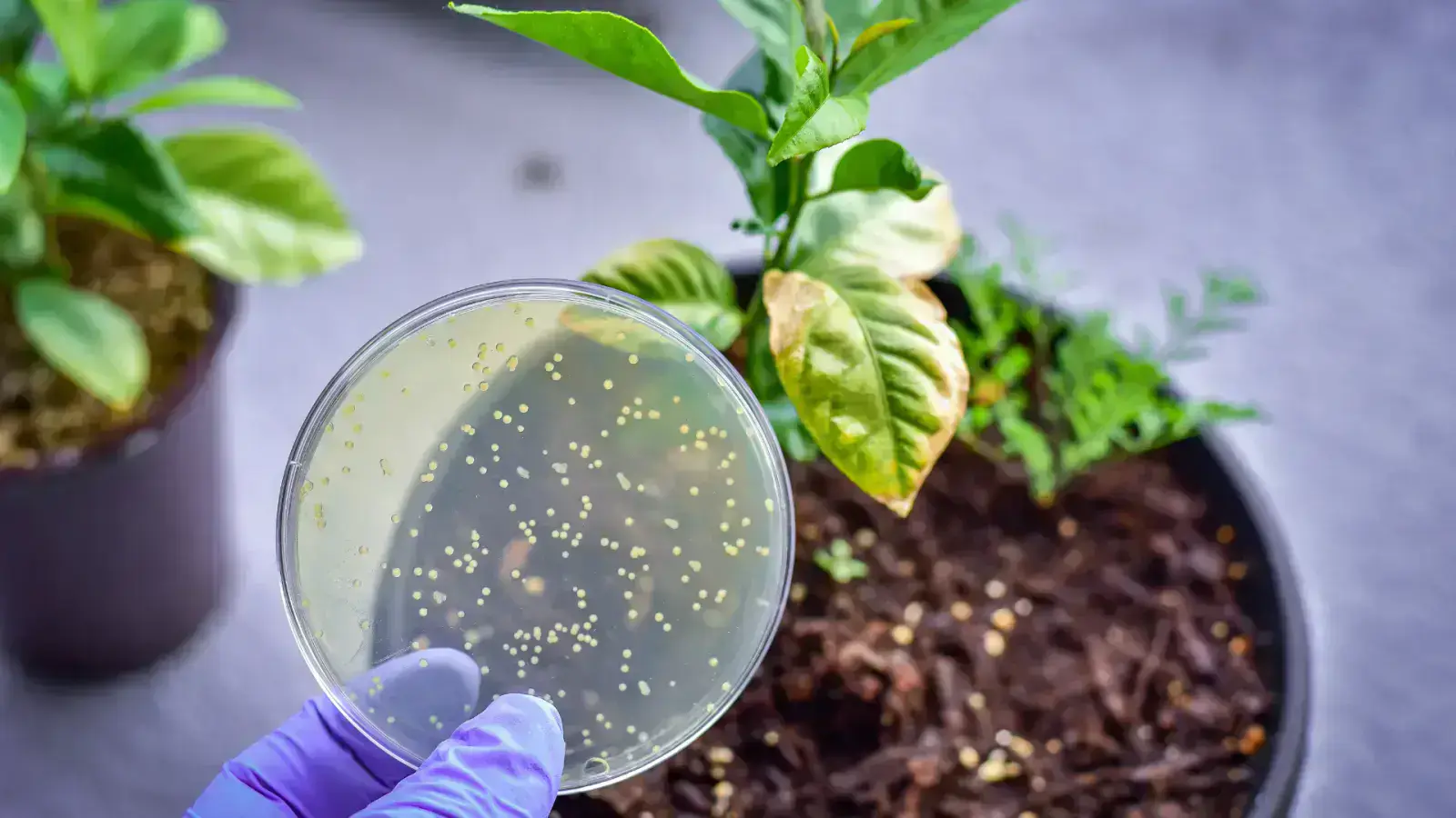 A Definitive Guide to the Power of Bacterial & Fungal Metabolites