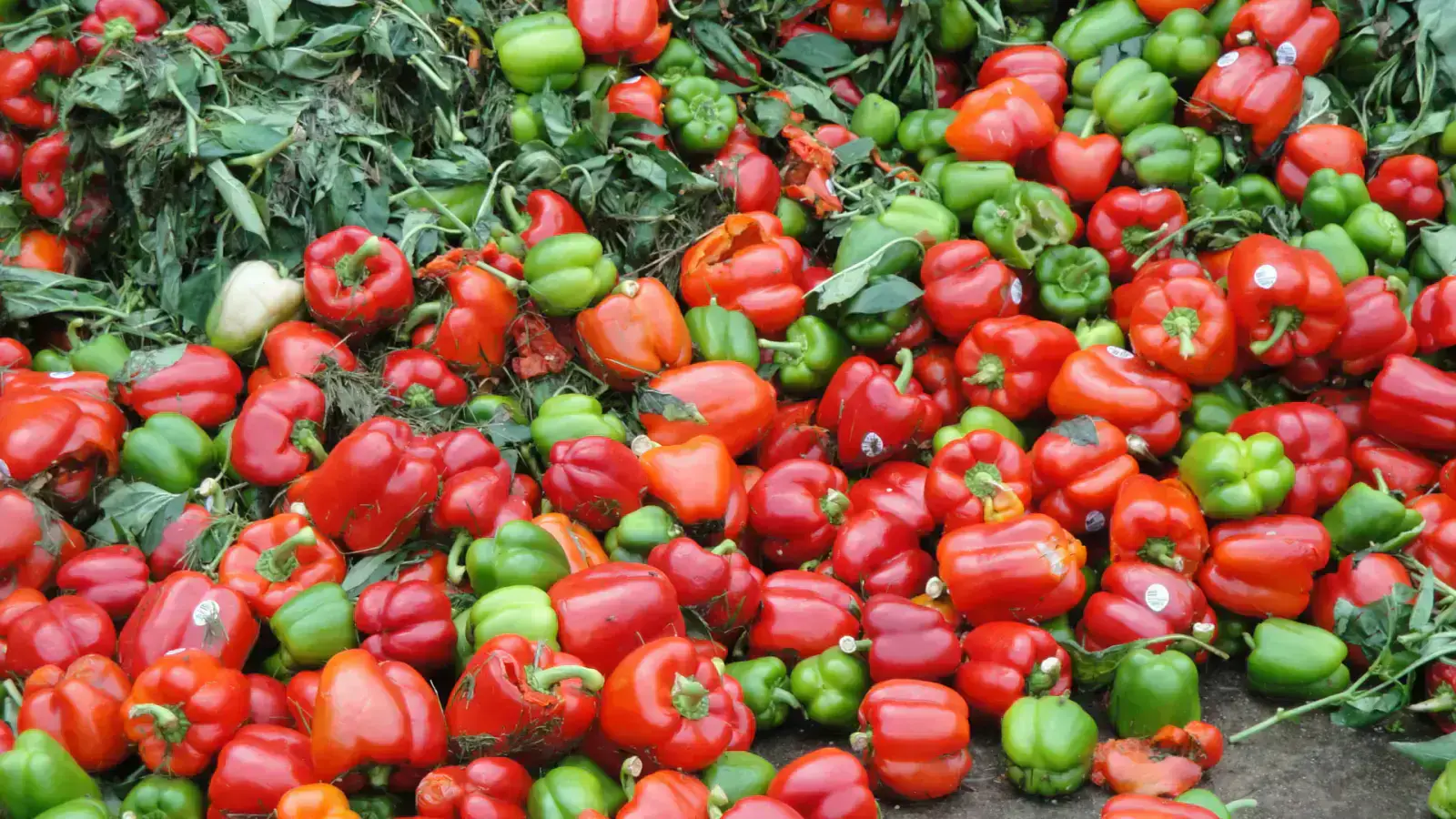 The Ultimate Guide to Sustainable Agriculture Feedstocks