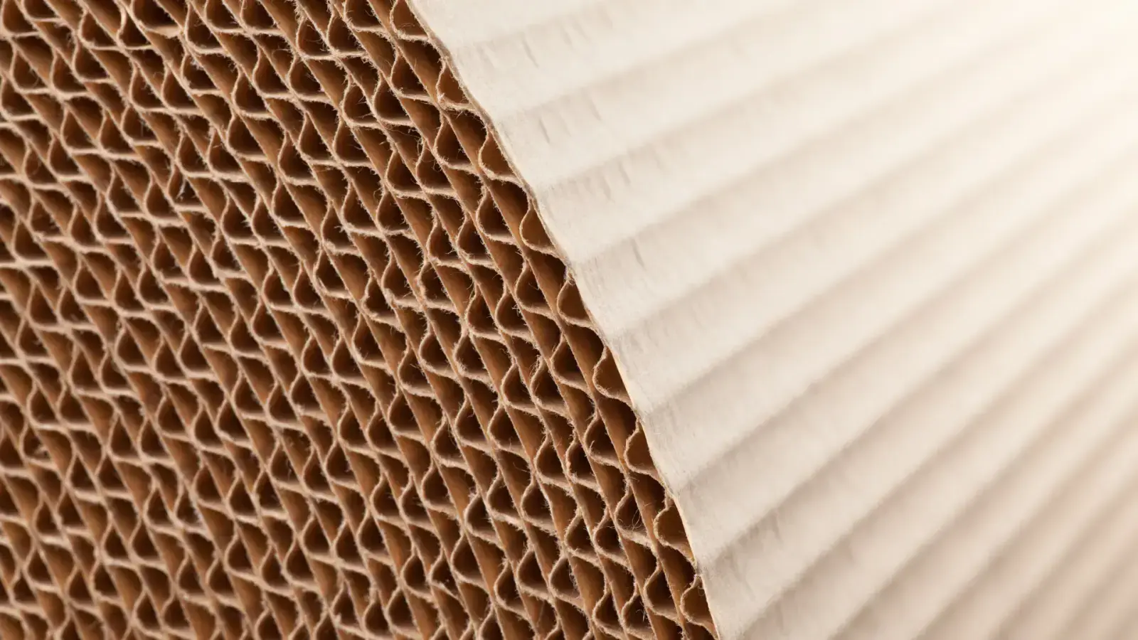Creating a Circular Supply Chain with Molded Fiber