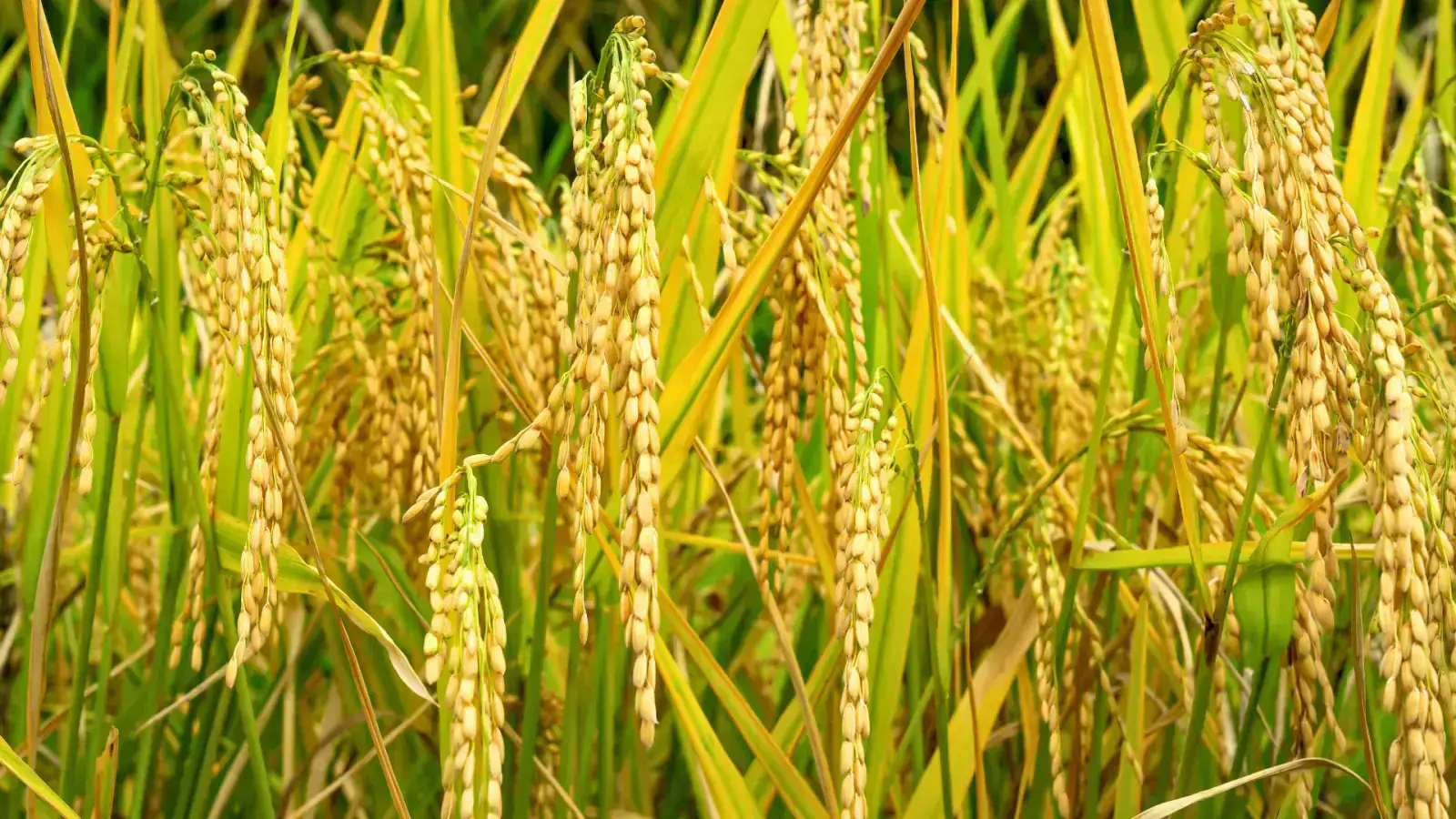 Efficient Conversion Methods to Transform Biomass into Valuable Materials and Chemicals