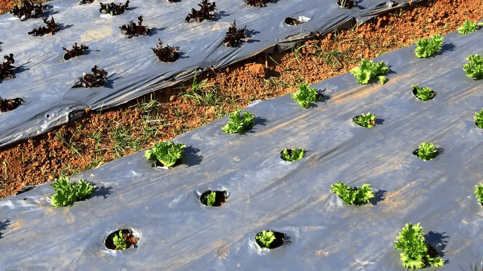 Creating Circularity by Recovering and Reusing Farm Plastic Waste and Materials