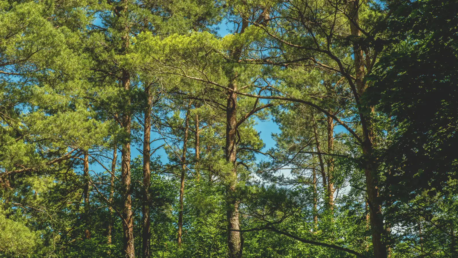 Optimizing Tree-Integrated Systems To Create Circularity in Agroforestry & Silvopasture