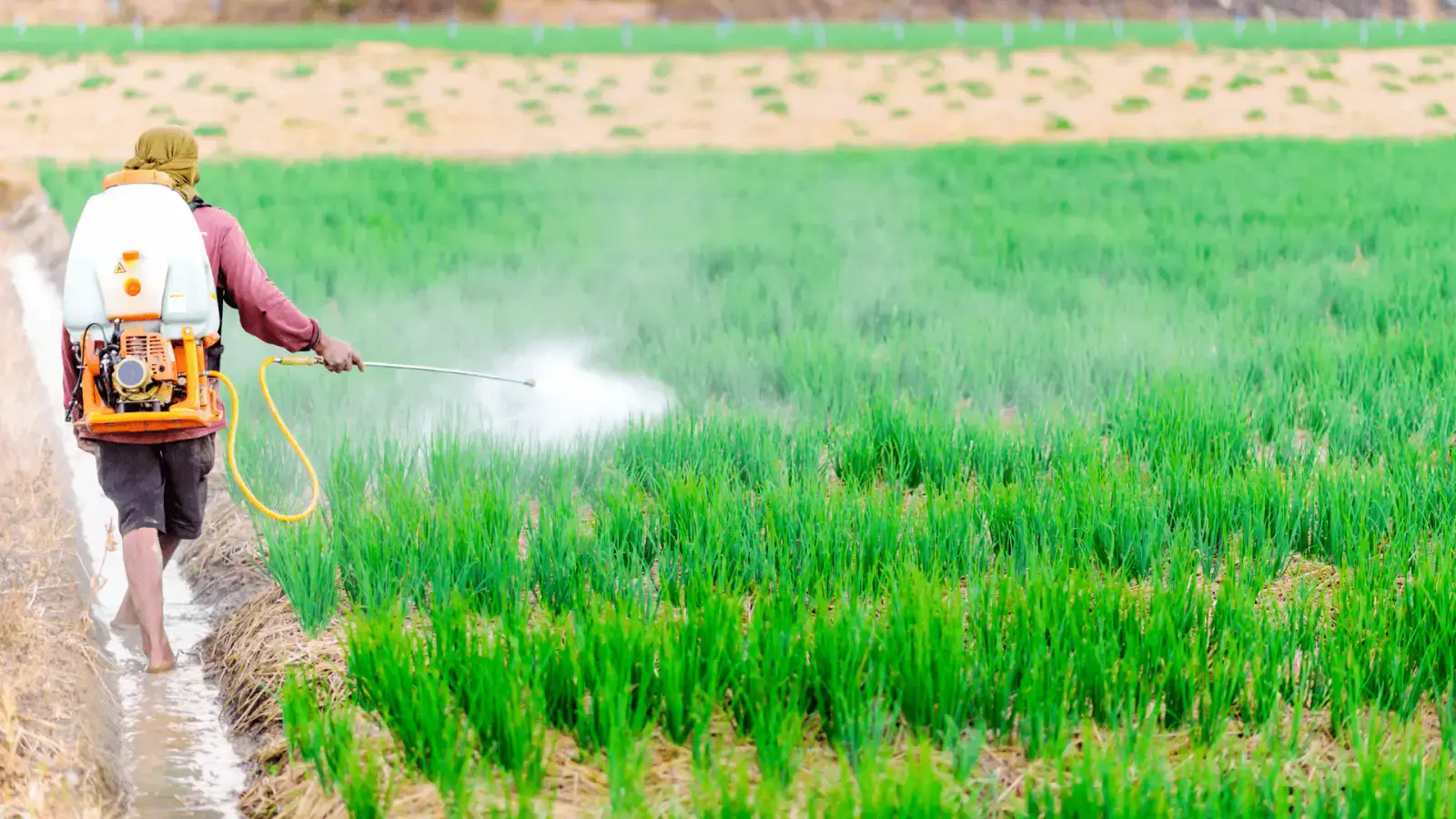 Bio-Pesticides: Nature's Defense - Sustainable Pest Control Solutions