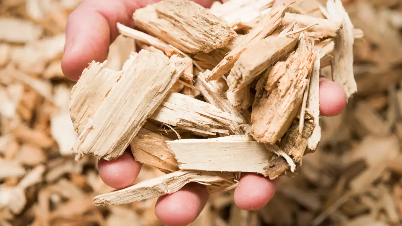 Powering the Future with Biomass Waste by Creating Circularity in Bioenergy