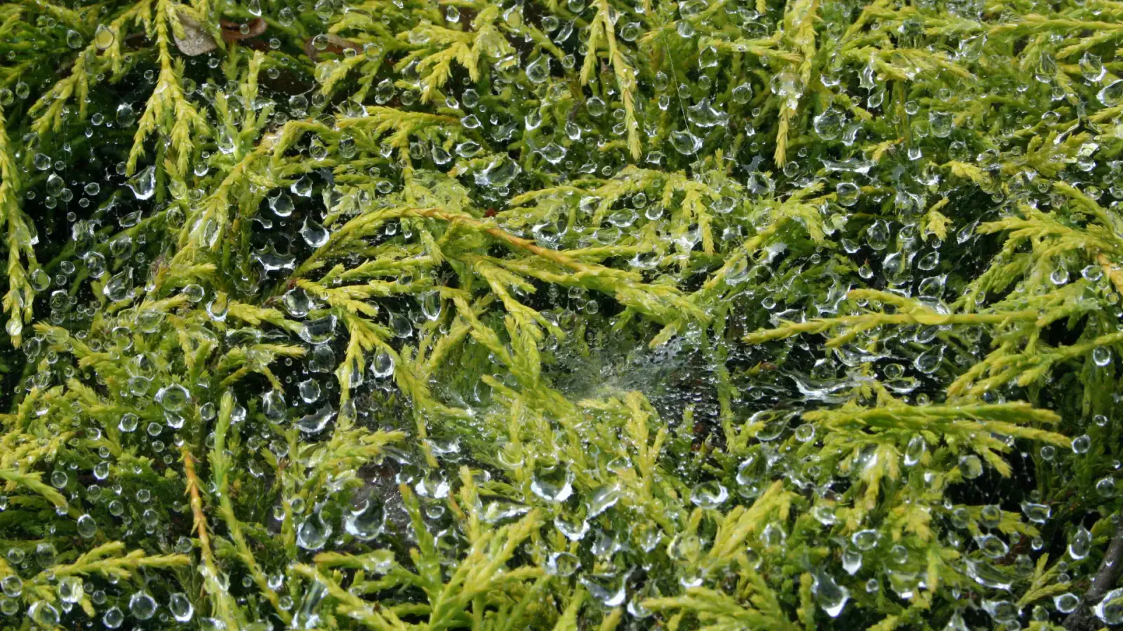 Improving Circularity in Feed Supply by Utilizing Waste and Algae Proteins