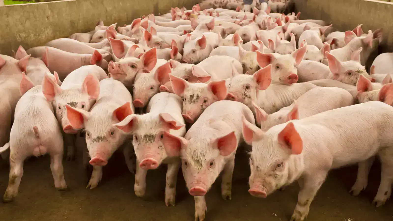 Converting Livestock Waste into Fertilizers and Bioenergy