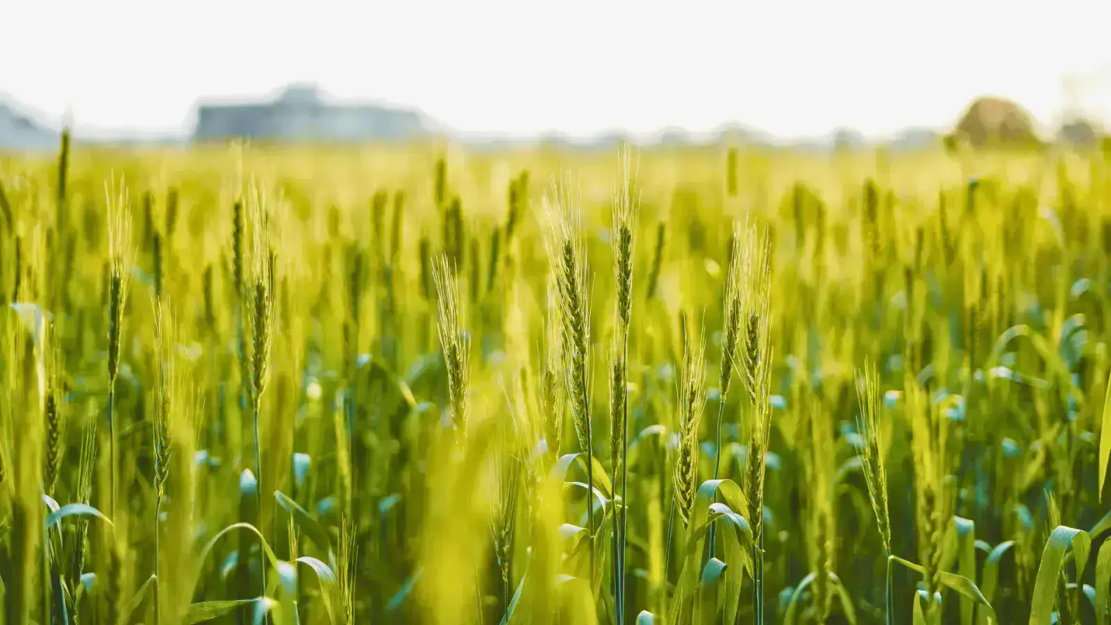Supporting Resilient Crops: Overcoming Pests, Disease, and Drought