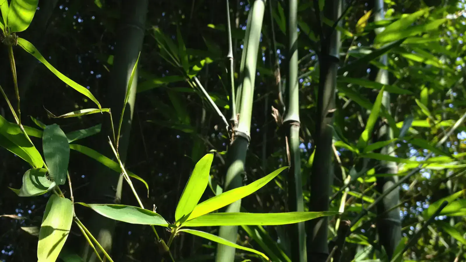 How Bamboo Makes Construction More Sustainable