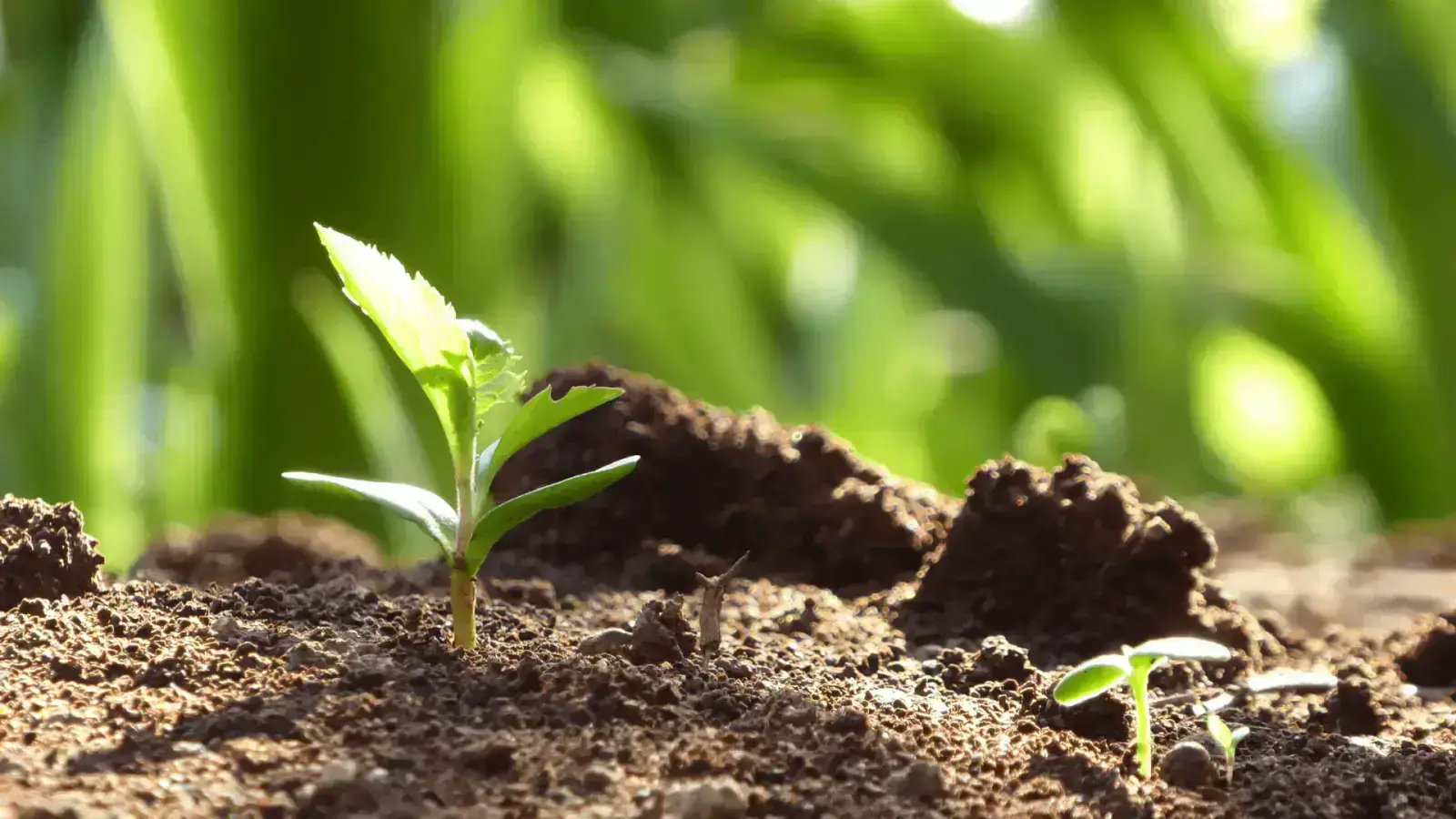 Compostable Packaging Benefits: Soil Health Improvement