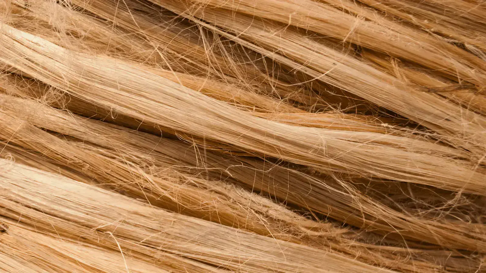 Hemp as Bio-Composite to Revolutionze Our Future