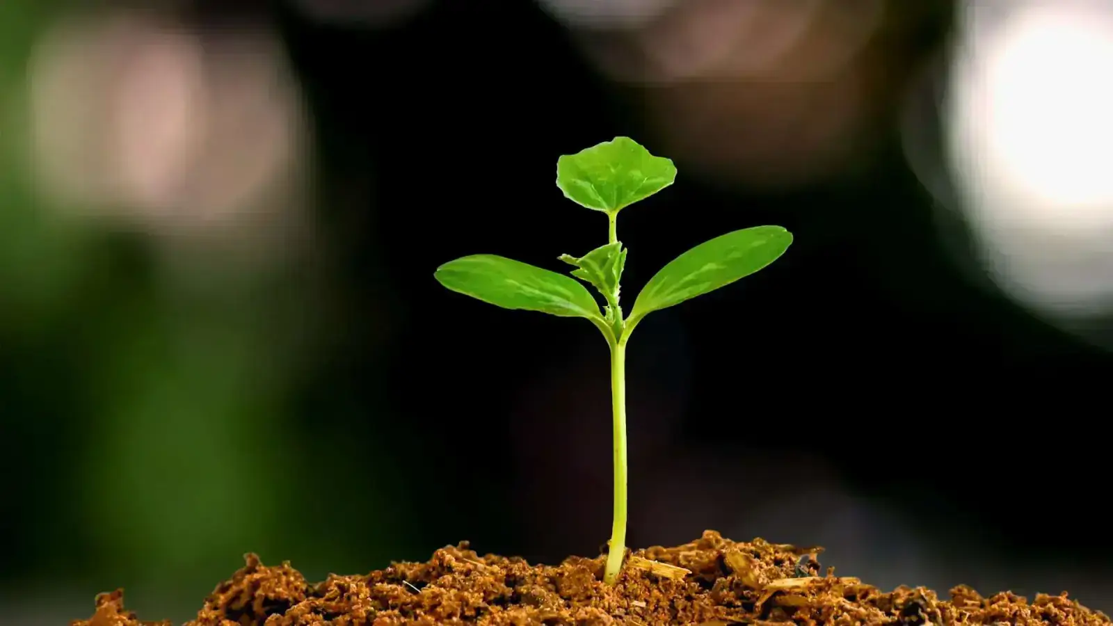 Sustainable Masterbatches: Benefits of Easy Dosing Solutions