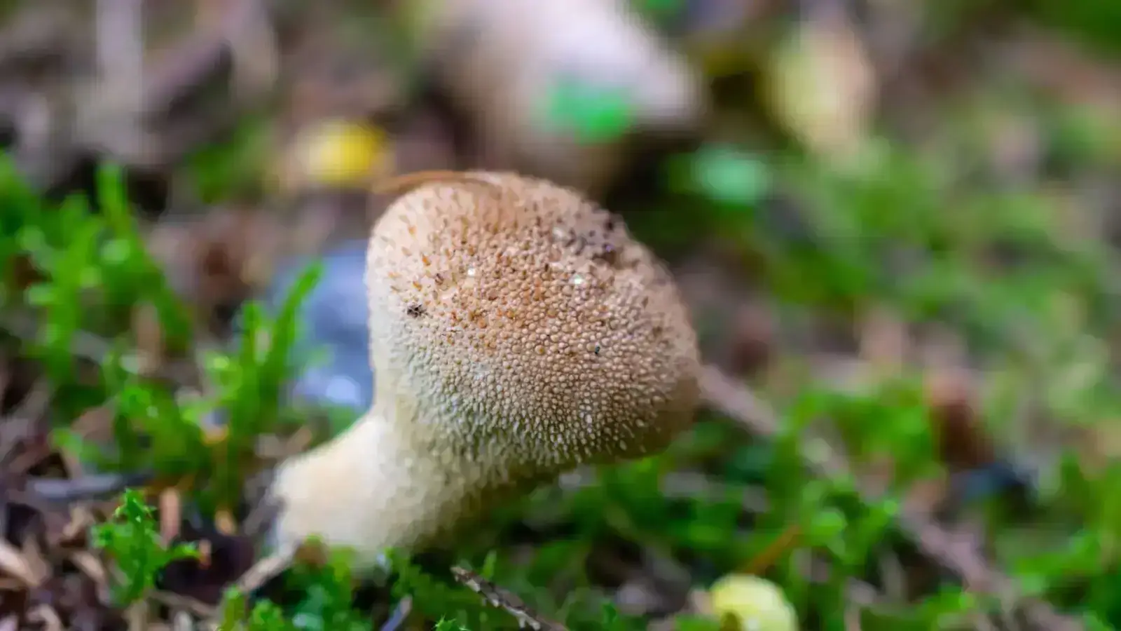 Cultivating Sustainable Solutions through Mycelium Applications