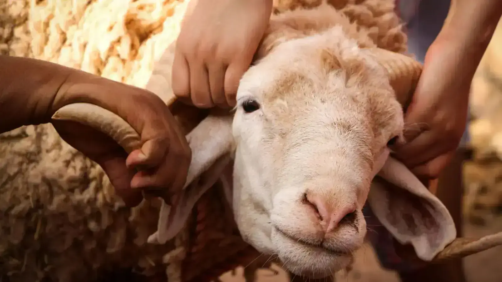 Sheep's Wool Insulation: Nature's Top Pick for a Greener Home