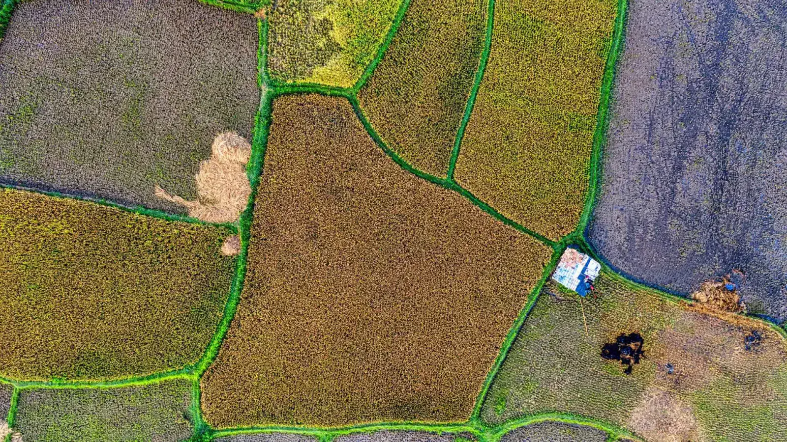 Making a Resilient Planet with Climate-Smart Agriculture