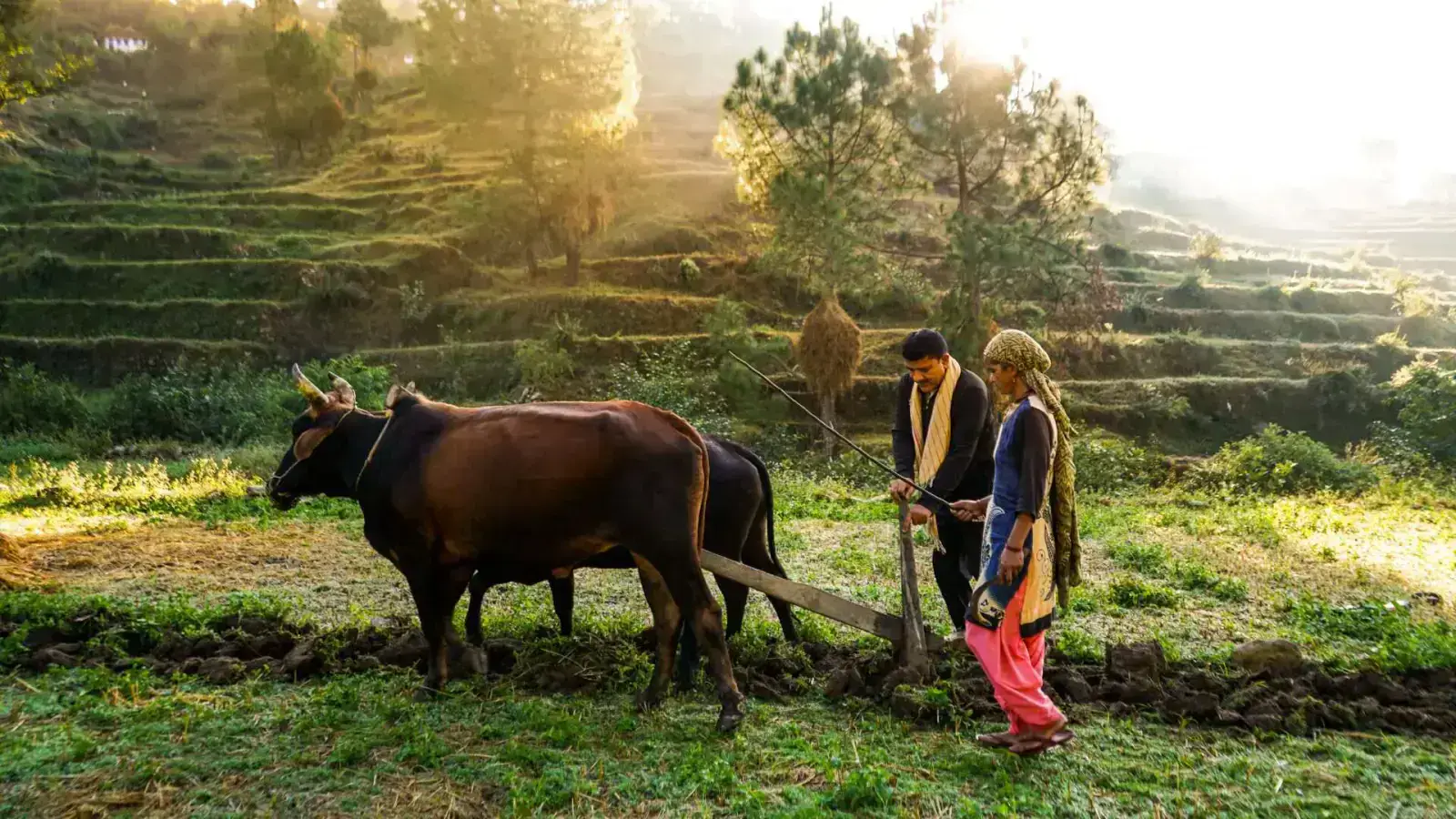 Understanding Farm Biodiversity and Ecosystem Services