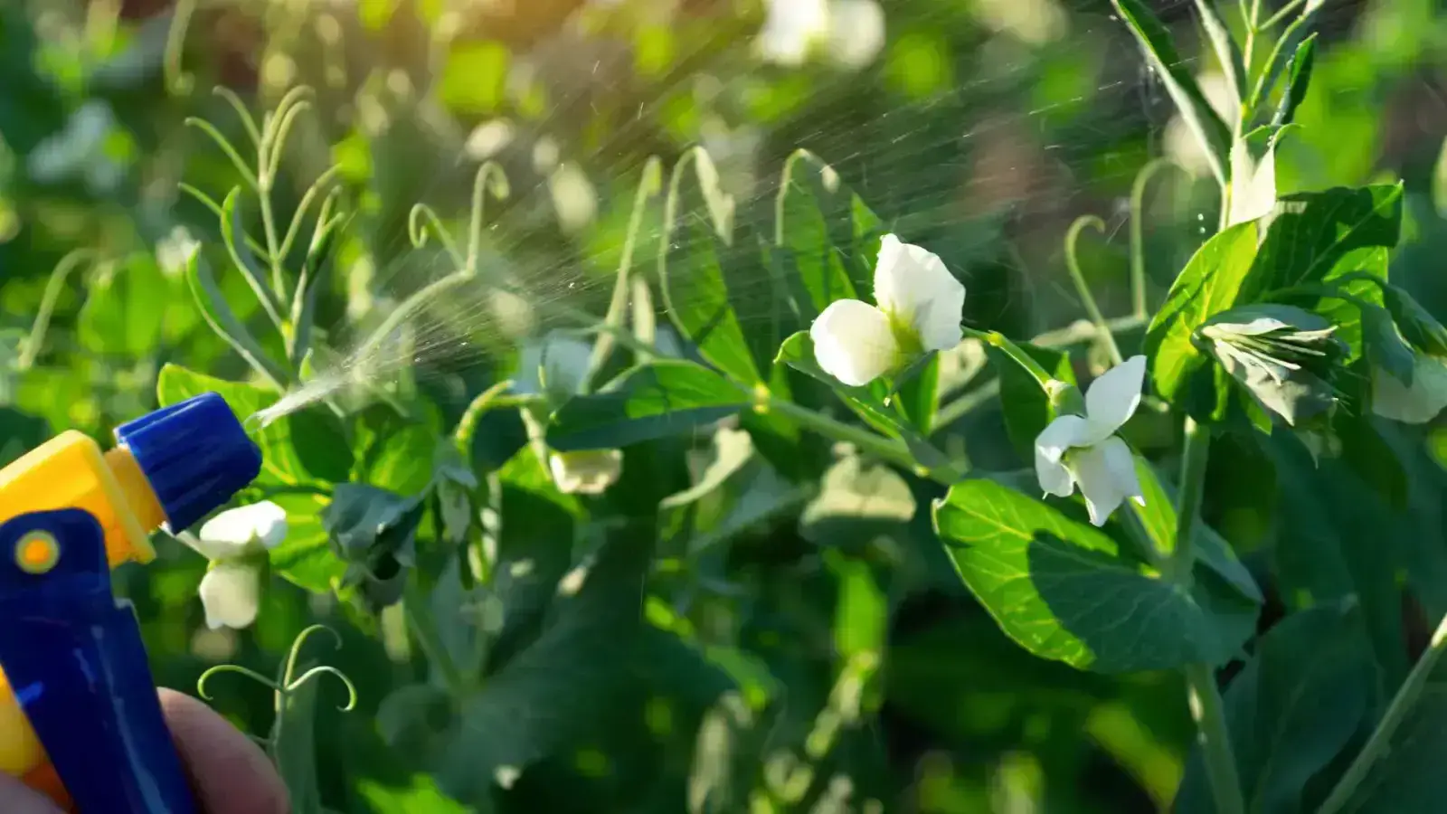 Learn to Control Pests Naturally with Integrated Pest Management