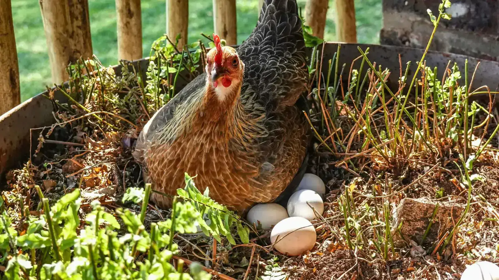Sustainable Eggs: A Nutritious Choice for a Better Planet