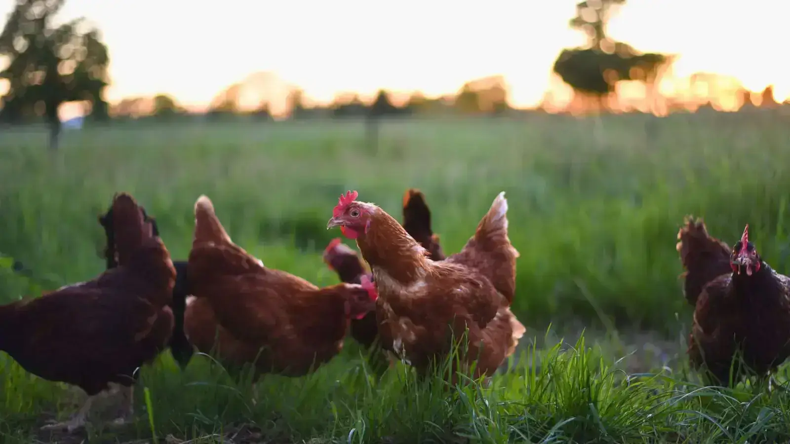 The Future of Pasture-Raised and Free-Range Meat Options