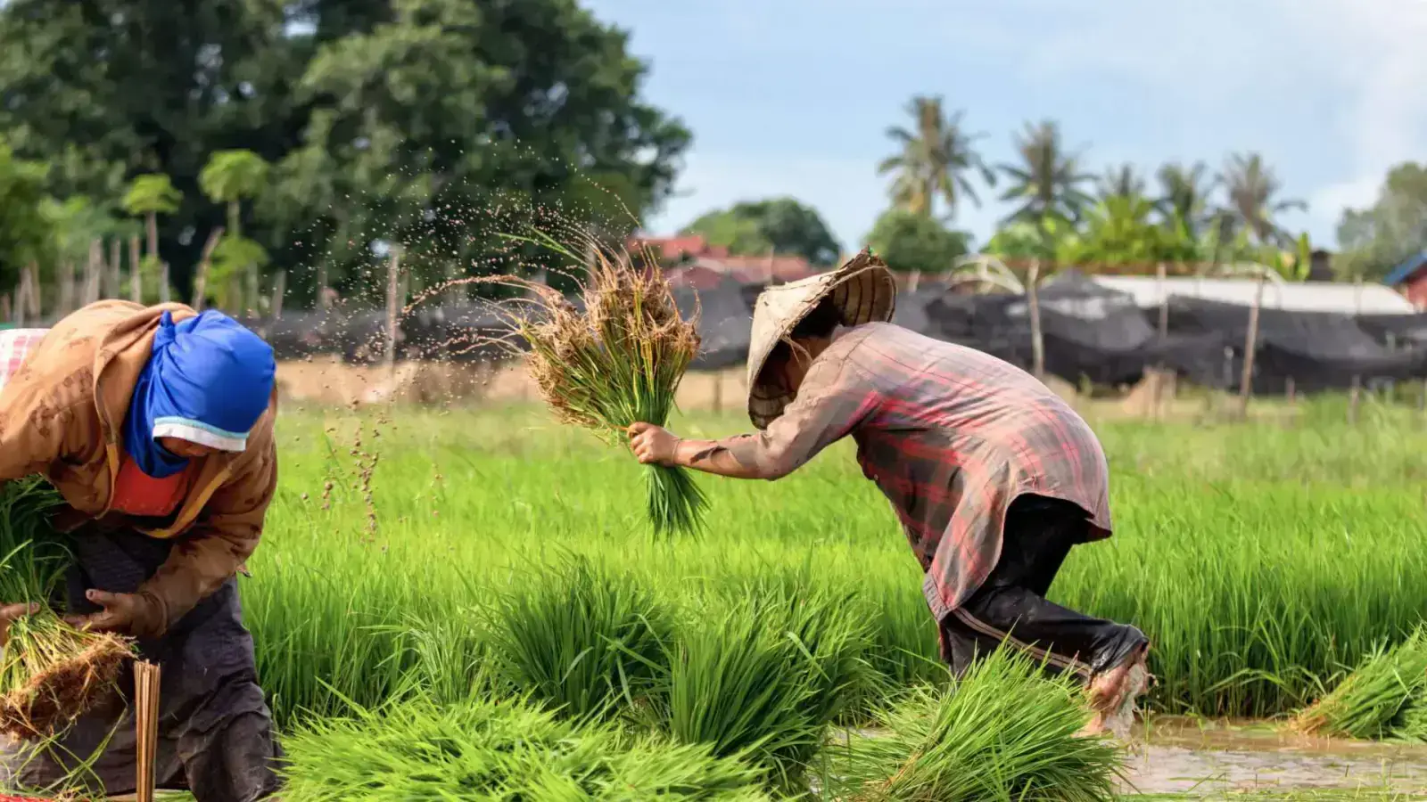 Transforming Farmer's Lives With Sustainable Agriculture Policies