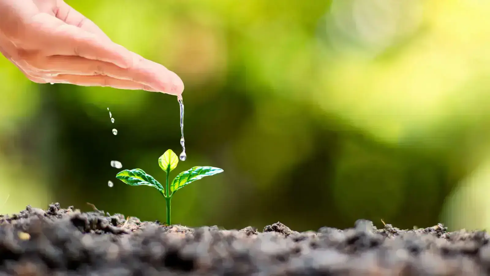 Regenerative Agriculture: Healing Our Land for a Better Future