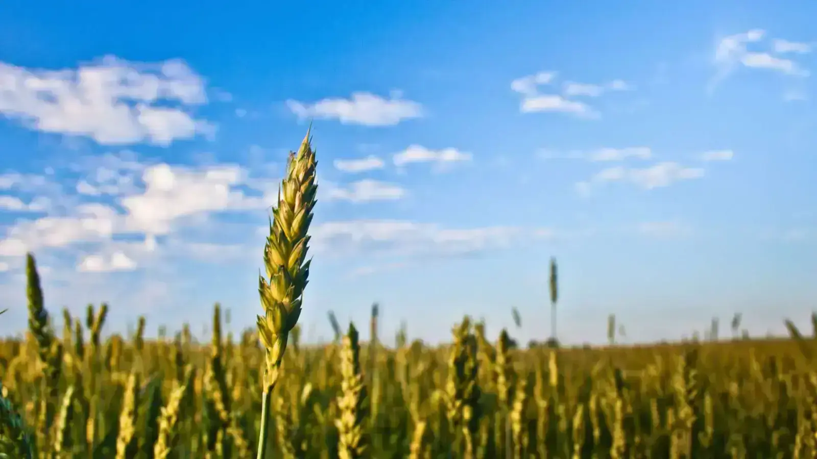 Regeneratively Grown Grains: Boosting Soil Health and Biodiversity