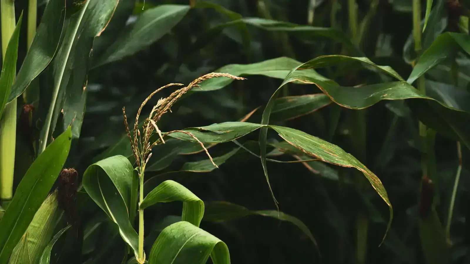 Sustainable Farming with Reduced Reliance on Chemicals