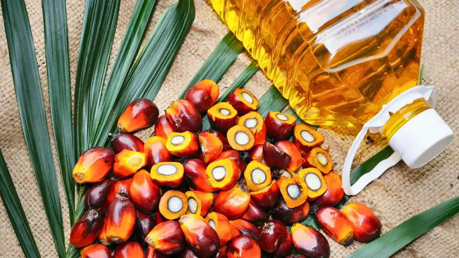 Sustainably Sourced Palm Oil: A Brighter Future for Our Planet
