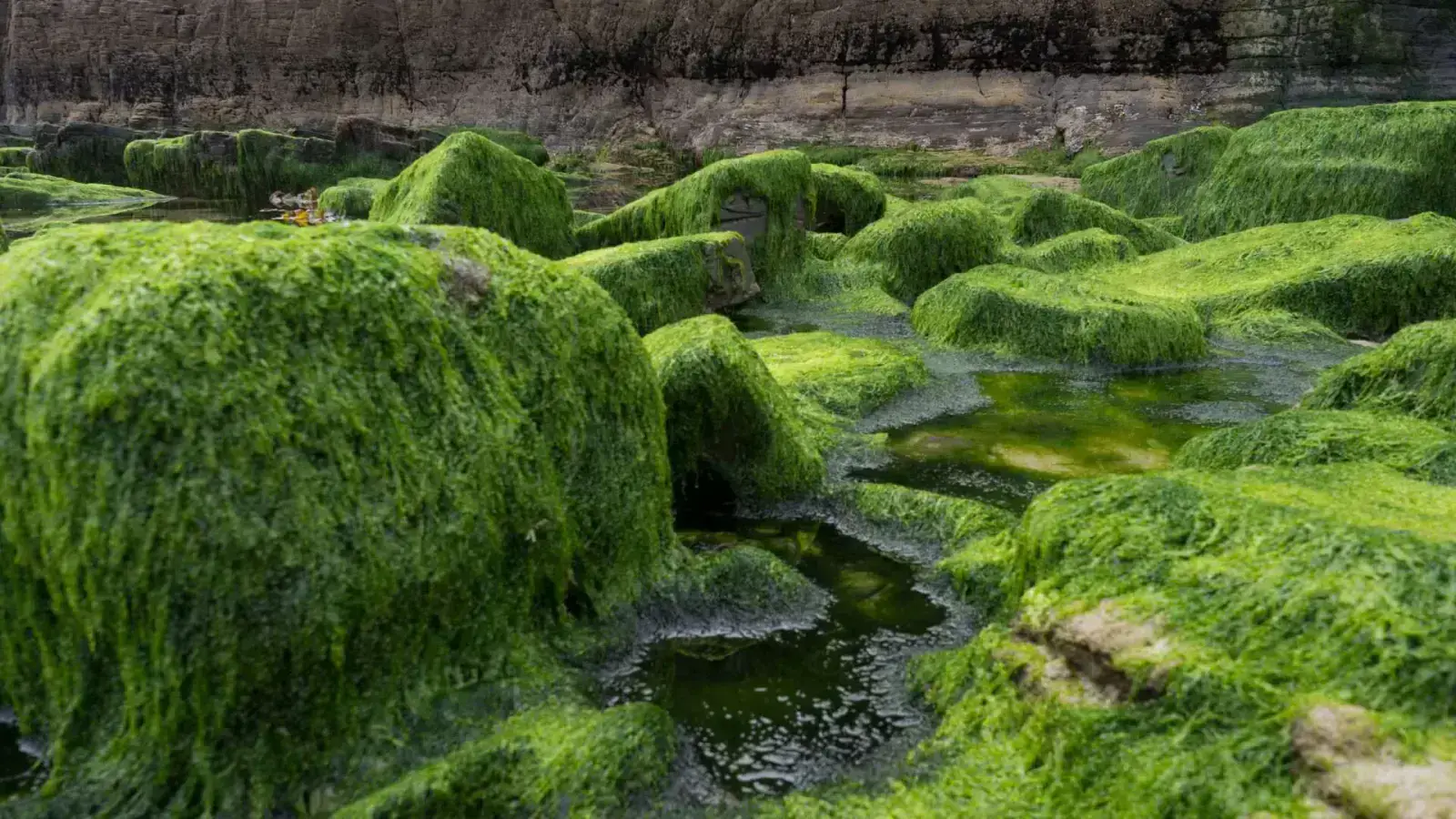 Supporting Circularity through Algae Seaweed Valorization