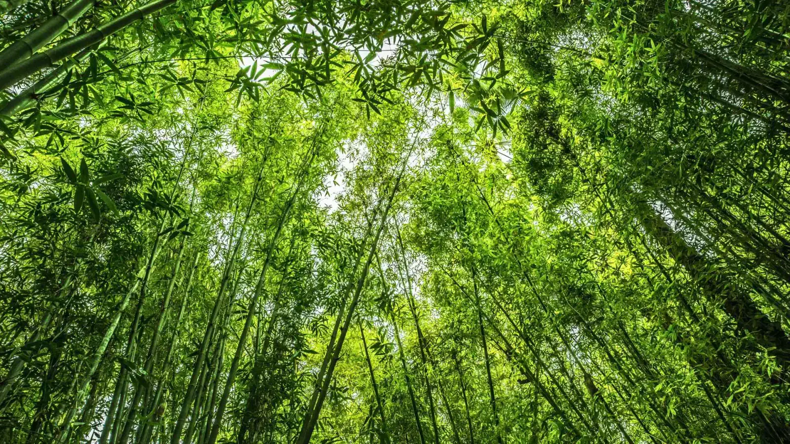 Bamboo Siding: Eco-Friendly, Durable, and Beautiful Choice