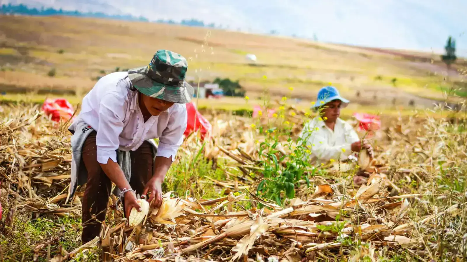Circular Biochar: Transforming Agricultural Waste into Sustainable Solutions