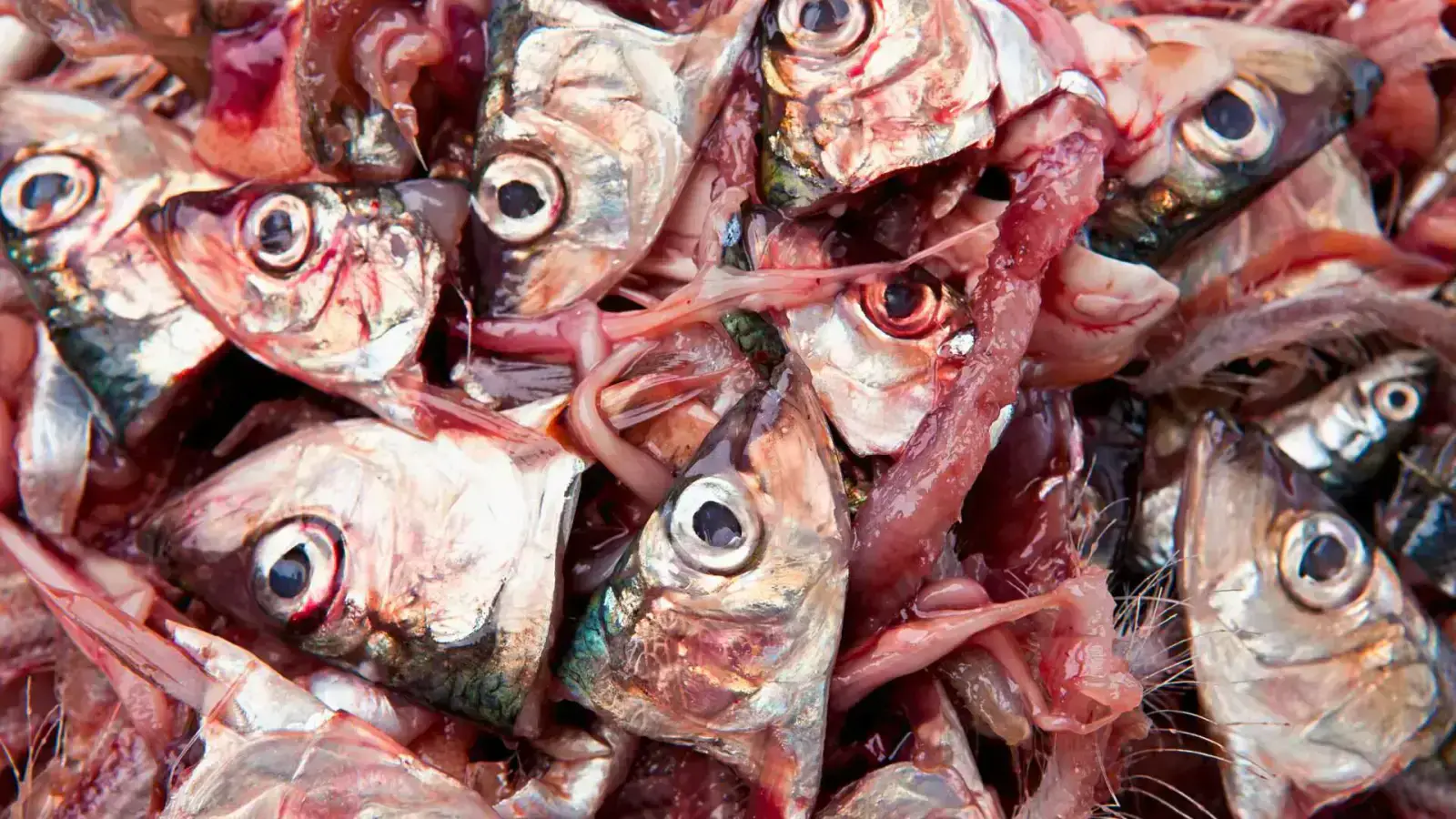 Innovating Circularity in Fish Byproducts Supply Chain