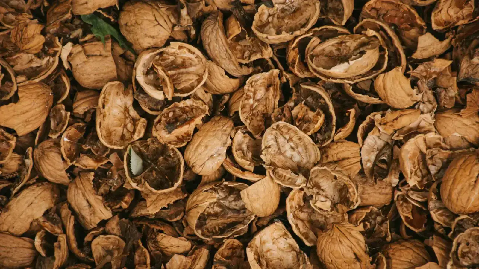 Transforming Circularity in Nut Shells and Skins Supply Chain