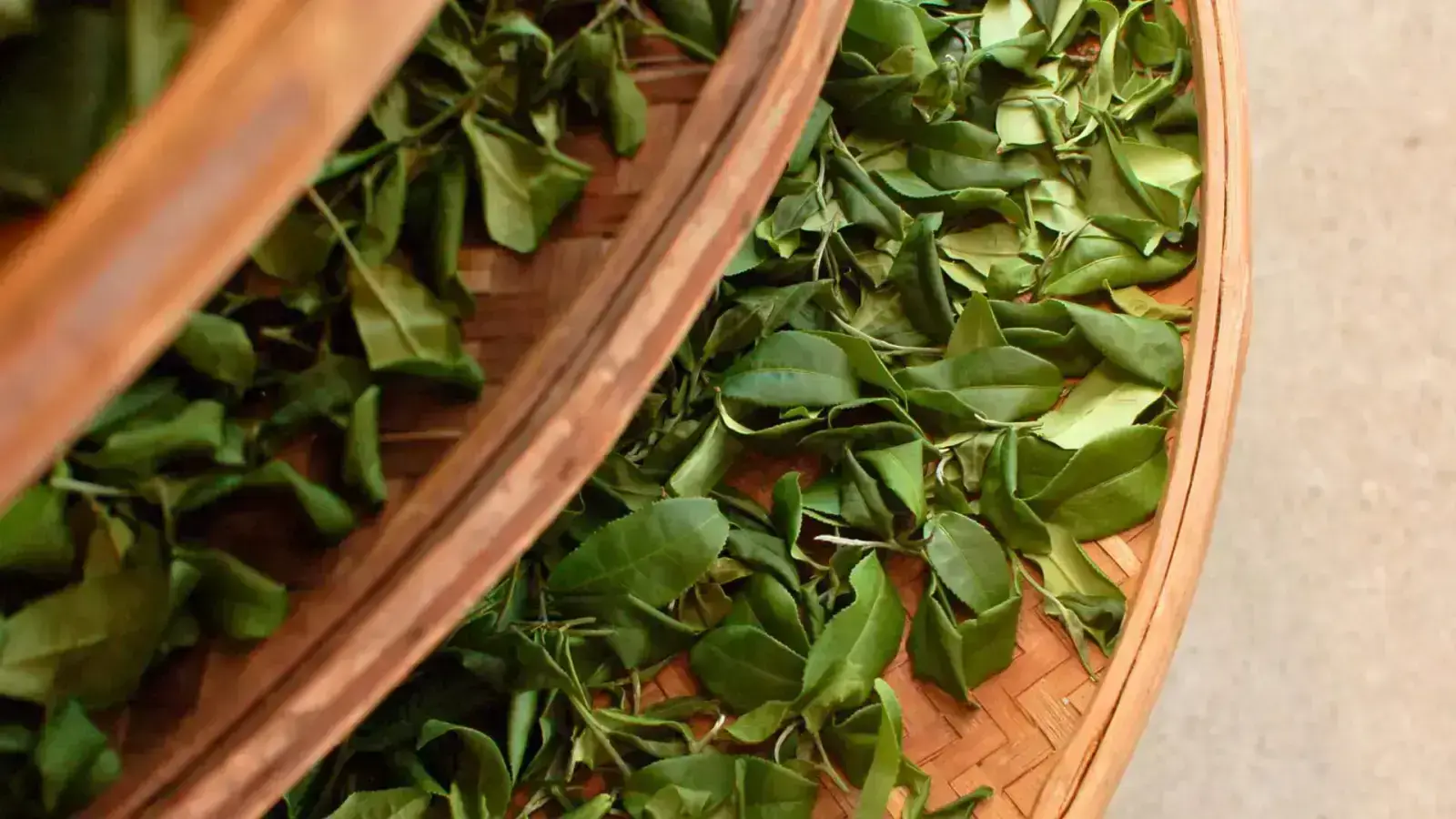 Revamping Circularity in Spent Tea Leaves Supply Chain