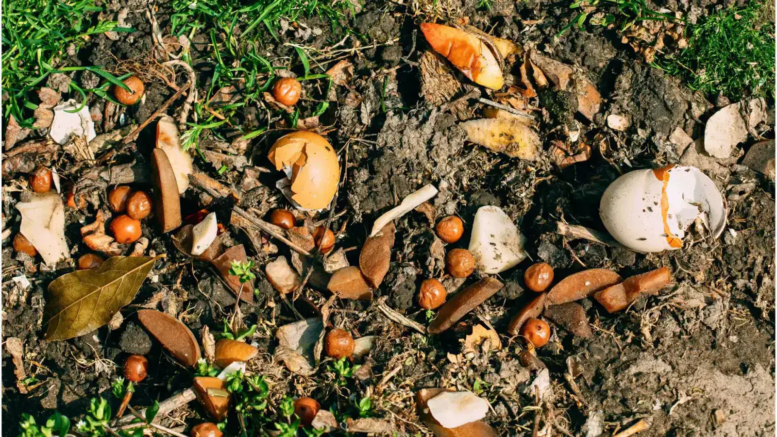Compost: Transform Waste into Nutrient Gold for Your Garden
