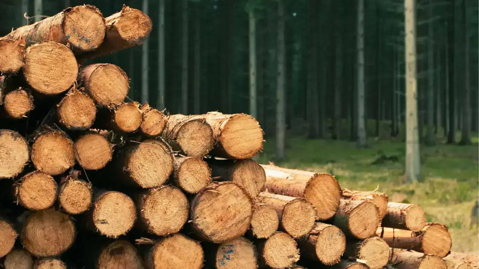 Engineered Lumber Trends: Sustainable Building for the Future