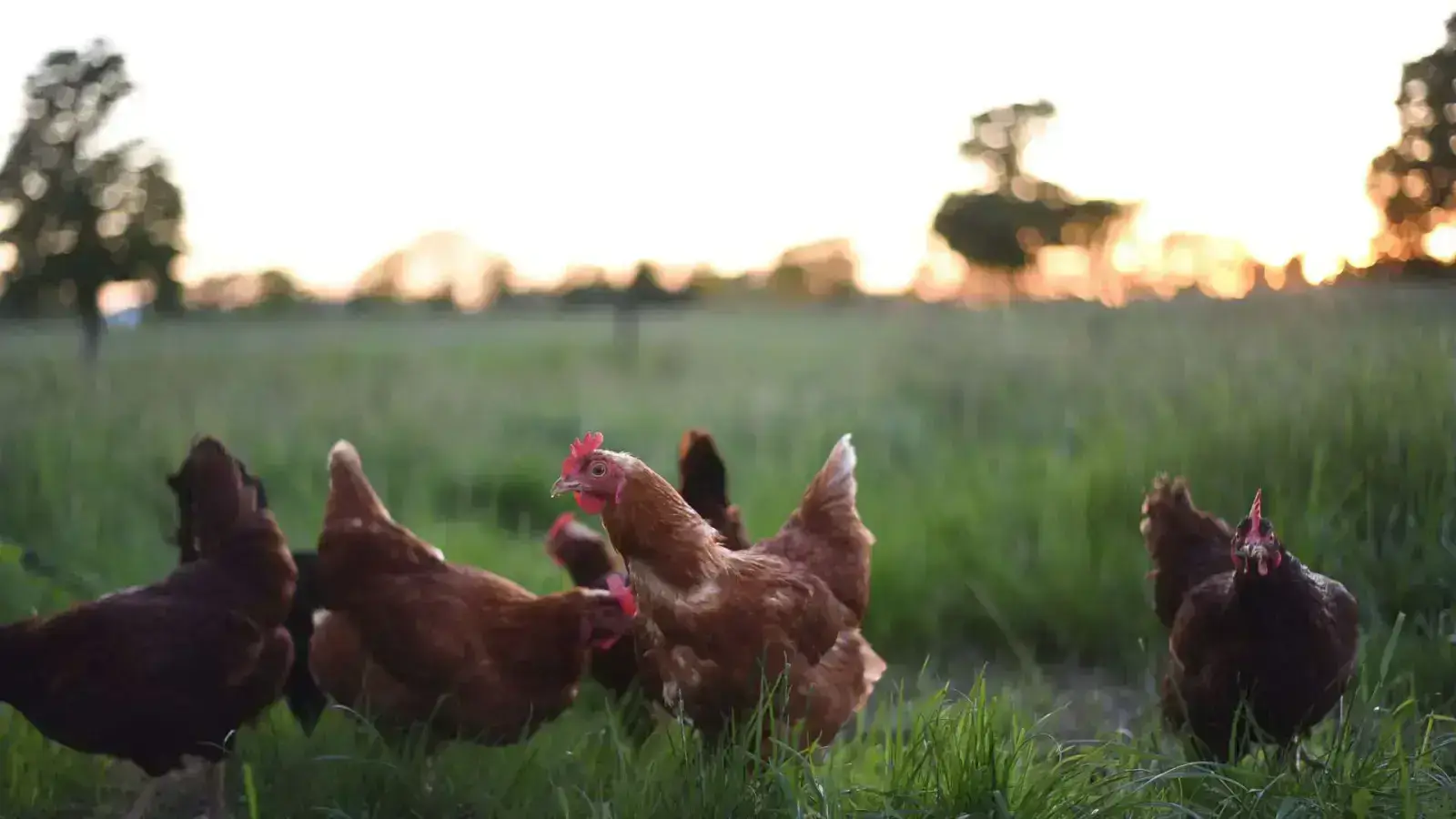 Feather Waste: Circularity for this Poultry Byproduct