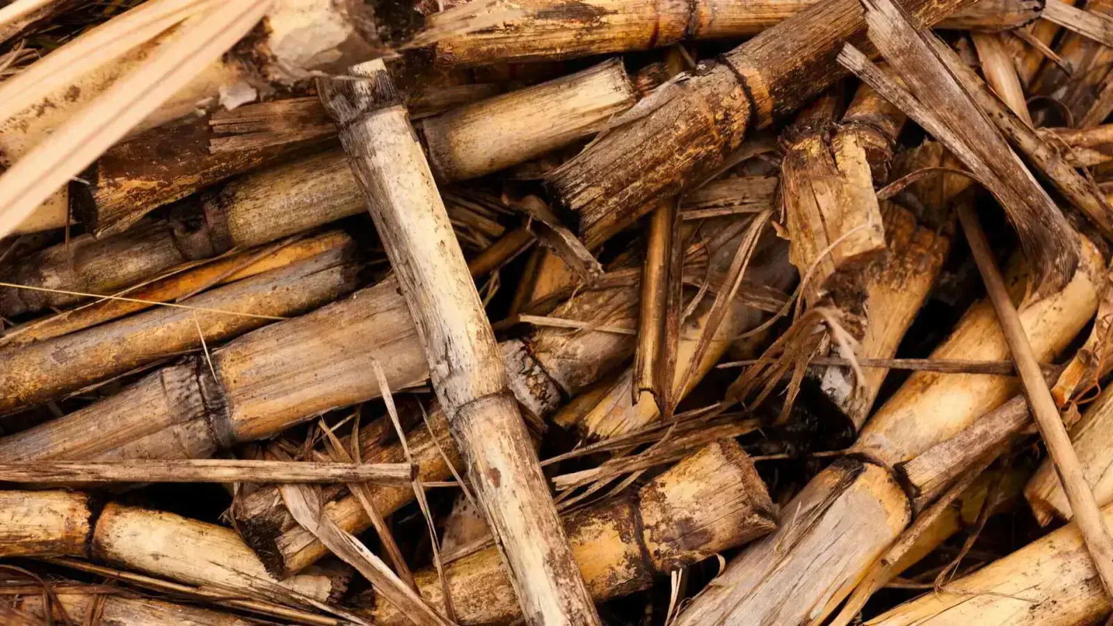 The Key to Unlocking Lignin Biomass Valorization