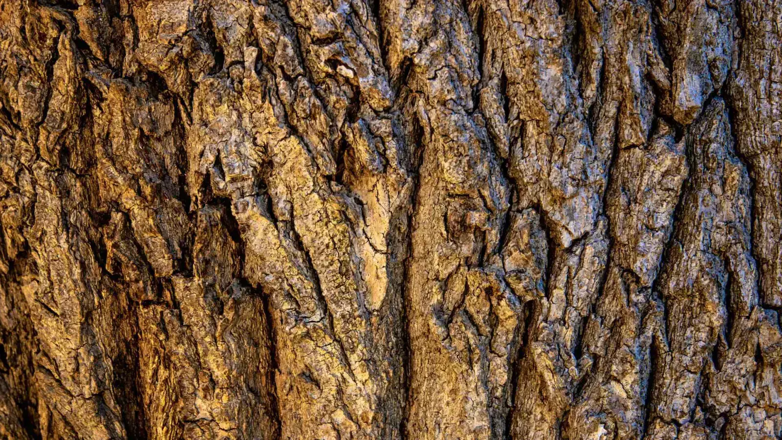Lignin Circular Economy: Unlocking Opportunities