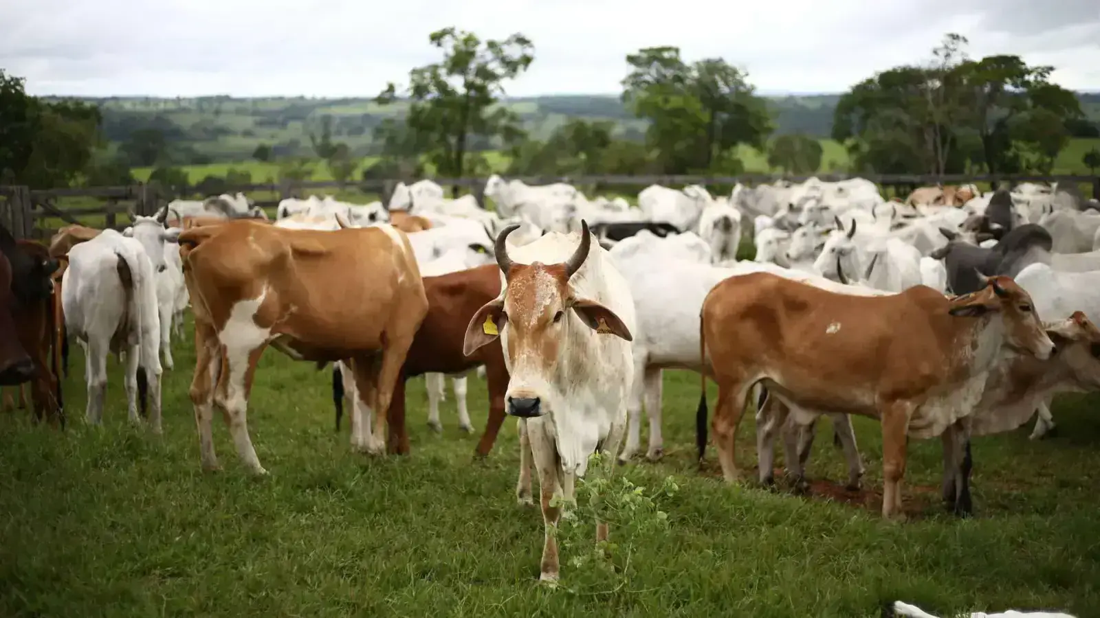 Livestock Waste: Circularity for Manure and other Animal Waste