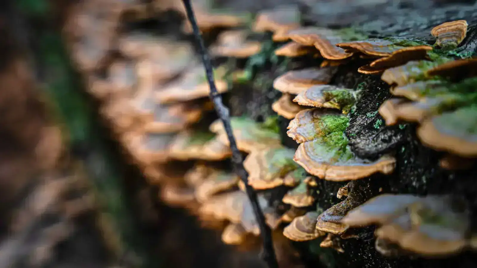 Mycelium-Based Materials: The Future of Sustainable Innovation