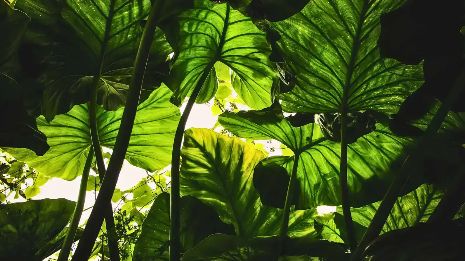 Native Plants: Transform Your Garden with Local Flora!